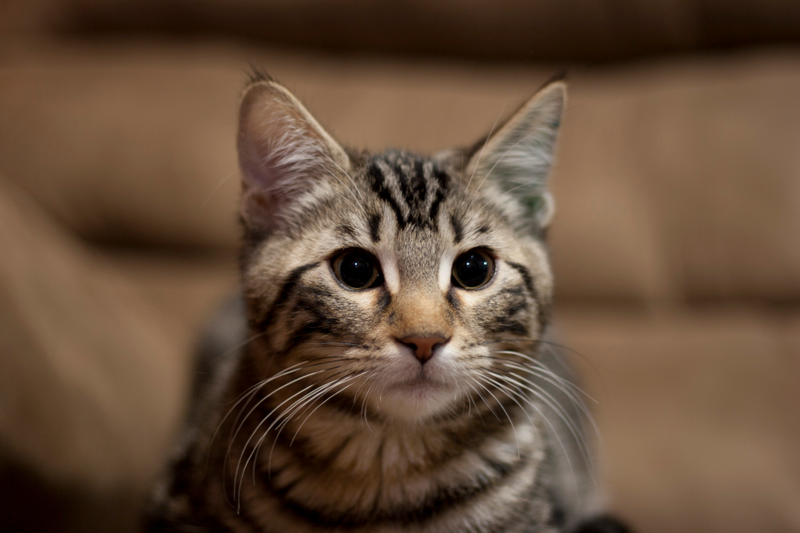 Illustration for article titled New Kitty, New Photography Adventures.